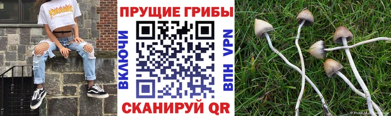 KRAKEN вход  Геленджик  Галлюциногенные грибы Psilocybe 